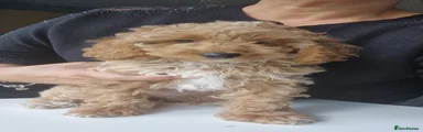 Cockapoo 1