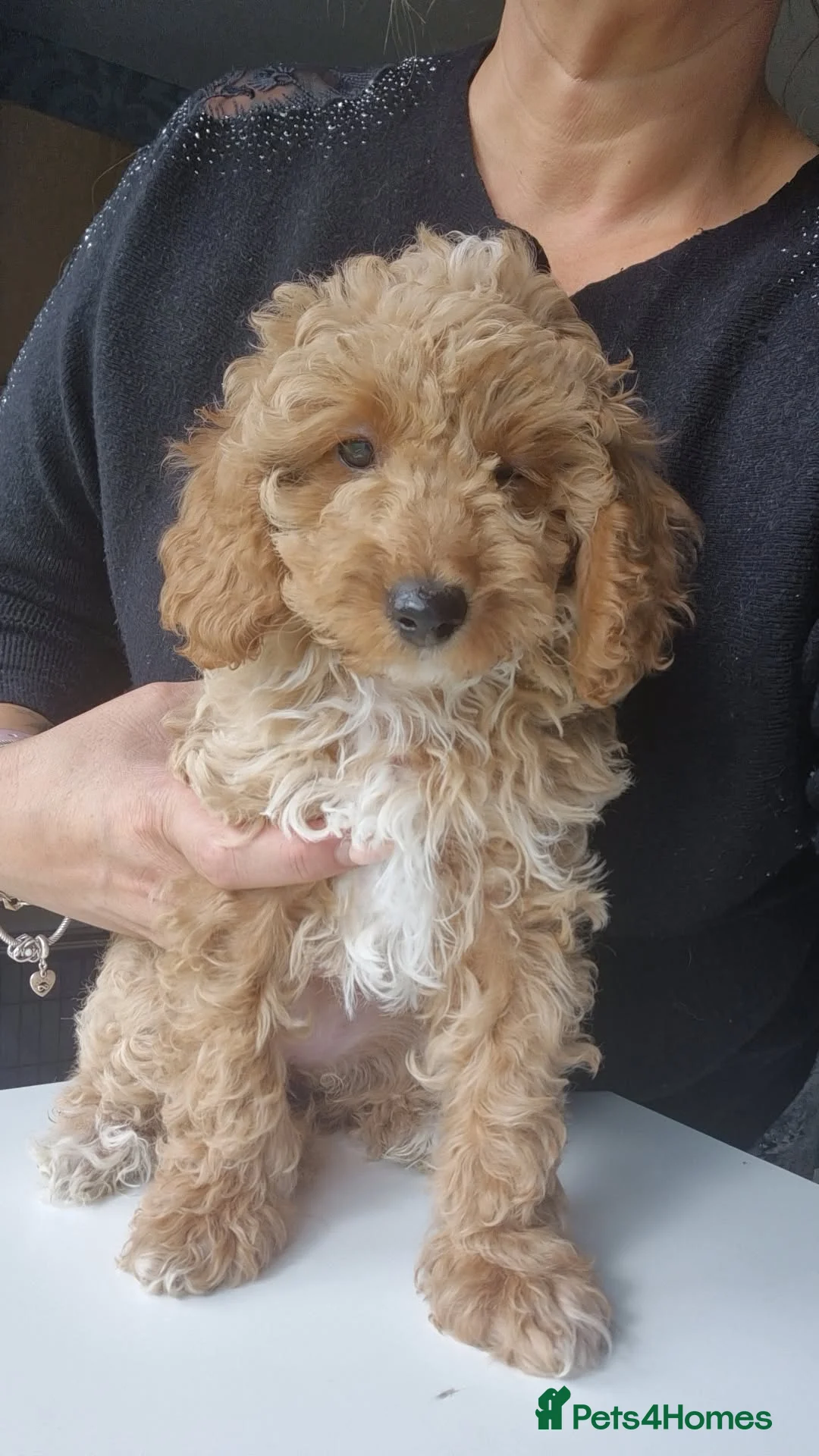 Cockapoo dogs for sale: X3 F1b cockapoo  - Advert 2