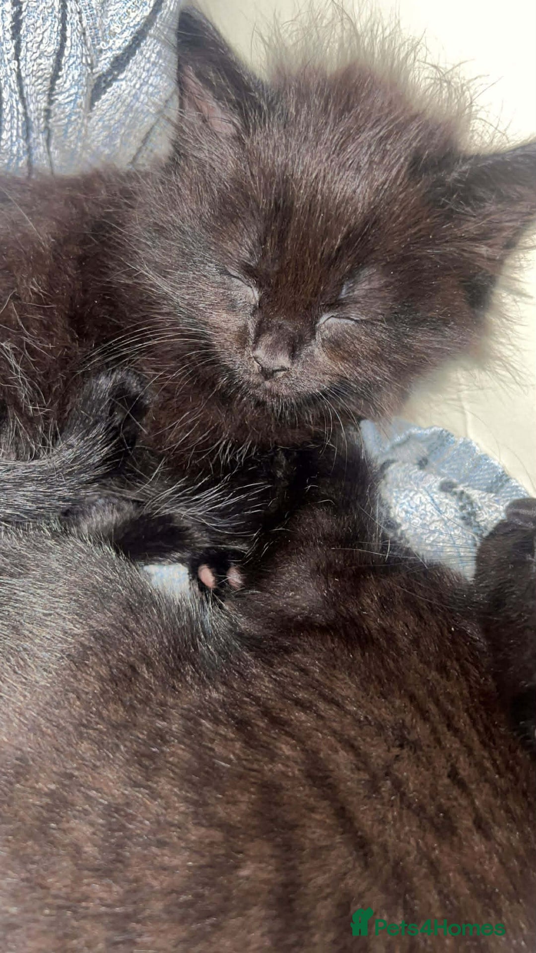 Mixed Breed cats for sale: Beautiful Kittens Looking for Loving Homes 🐾 - Advert 6