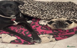 Mixed Breed dogs for sale: Raven Great Dane x husky  - Image 3