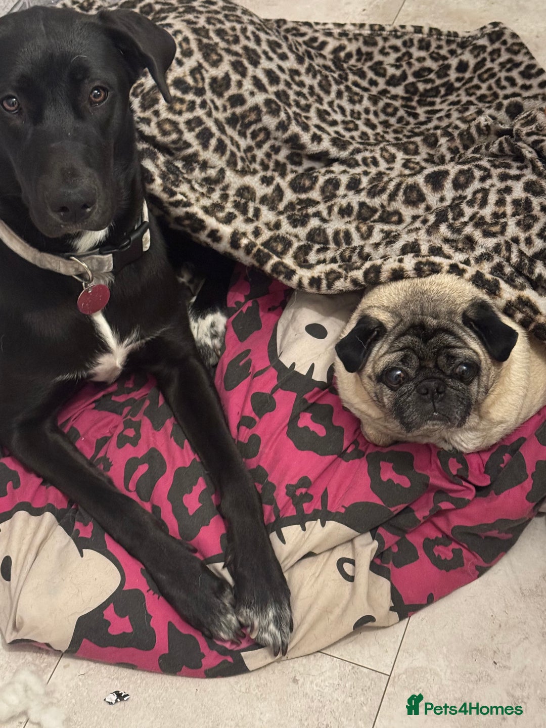 Mixed Breed dogs for sale: Raven Great Dane x husky  - Image 3