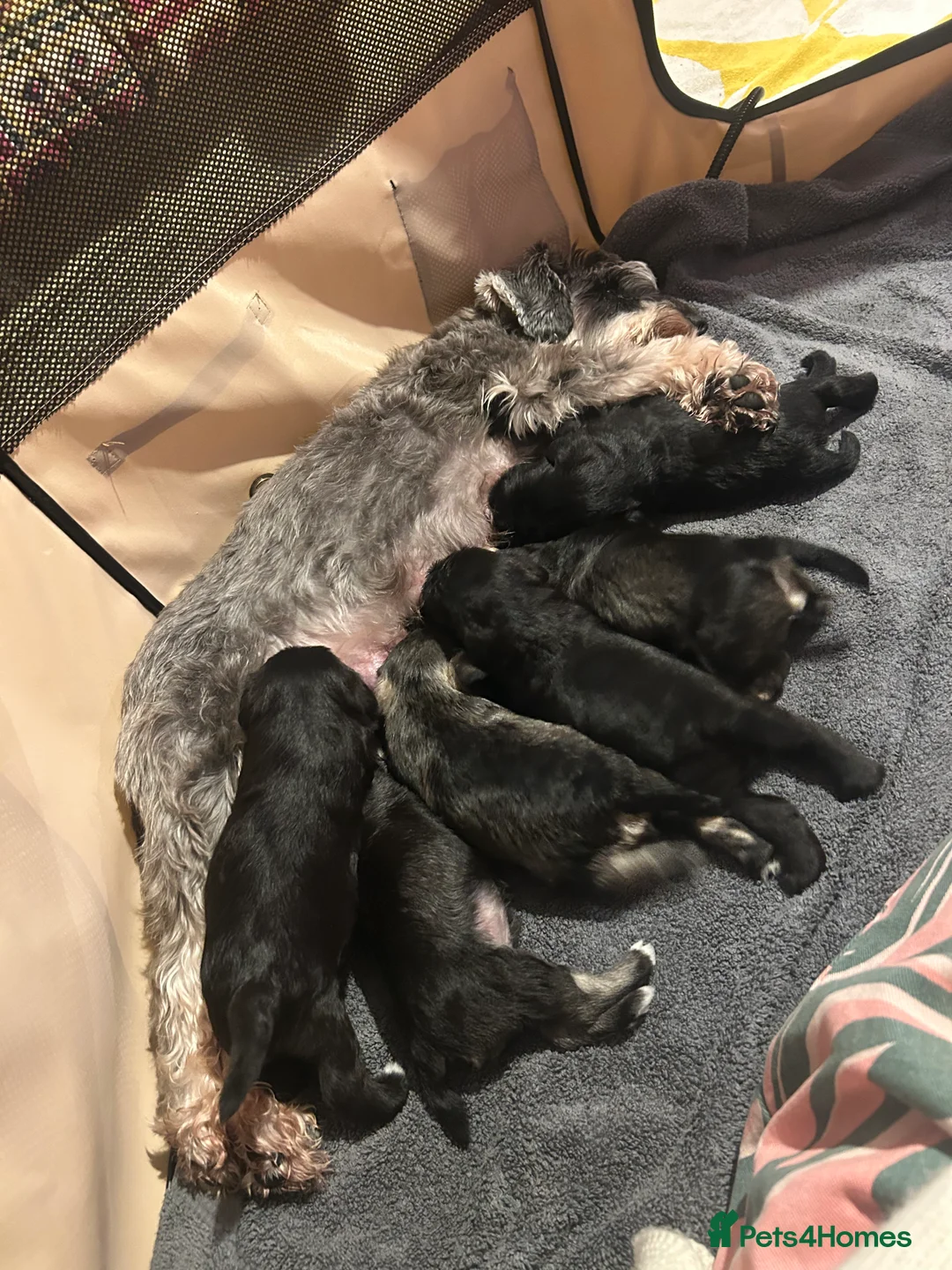 Miniature Schnauzer dogs for sale: Pedigree Miniature Schnauzers in Nottingham - Advert 17