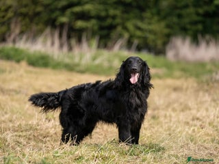Flat coated Retriever dogs in Bishop Auckland - Advert 3
