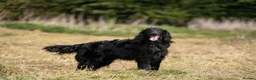 Flat coated Retriever dogs for stud: PROVEN Flatcoated Retriever for Stud 0/0 Hips in Bishop Auckland - Advert 1