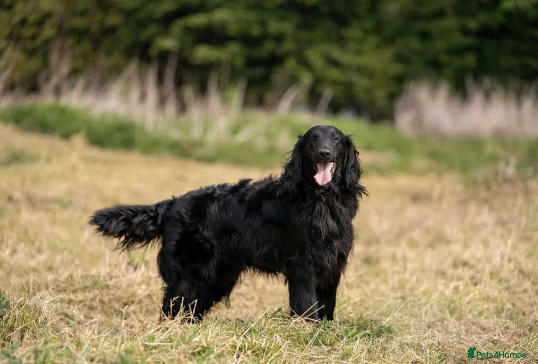 Flat coated Retriever dogs for stud: PROVEN Flatcoated Retriever for Stud 0/0 Hips in Bishop Auckland - Advert 1
