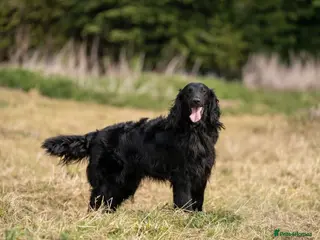 Flat coated Retriever dogs PROVEN Flatcoated Retriever for Stud 0/0 Hips in Bishop Auckland - Advert 2