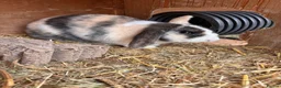 Mini Lop rabbits for sale: Mini lop buck  - Advert 1