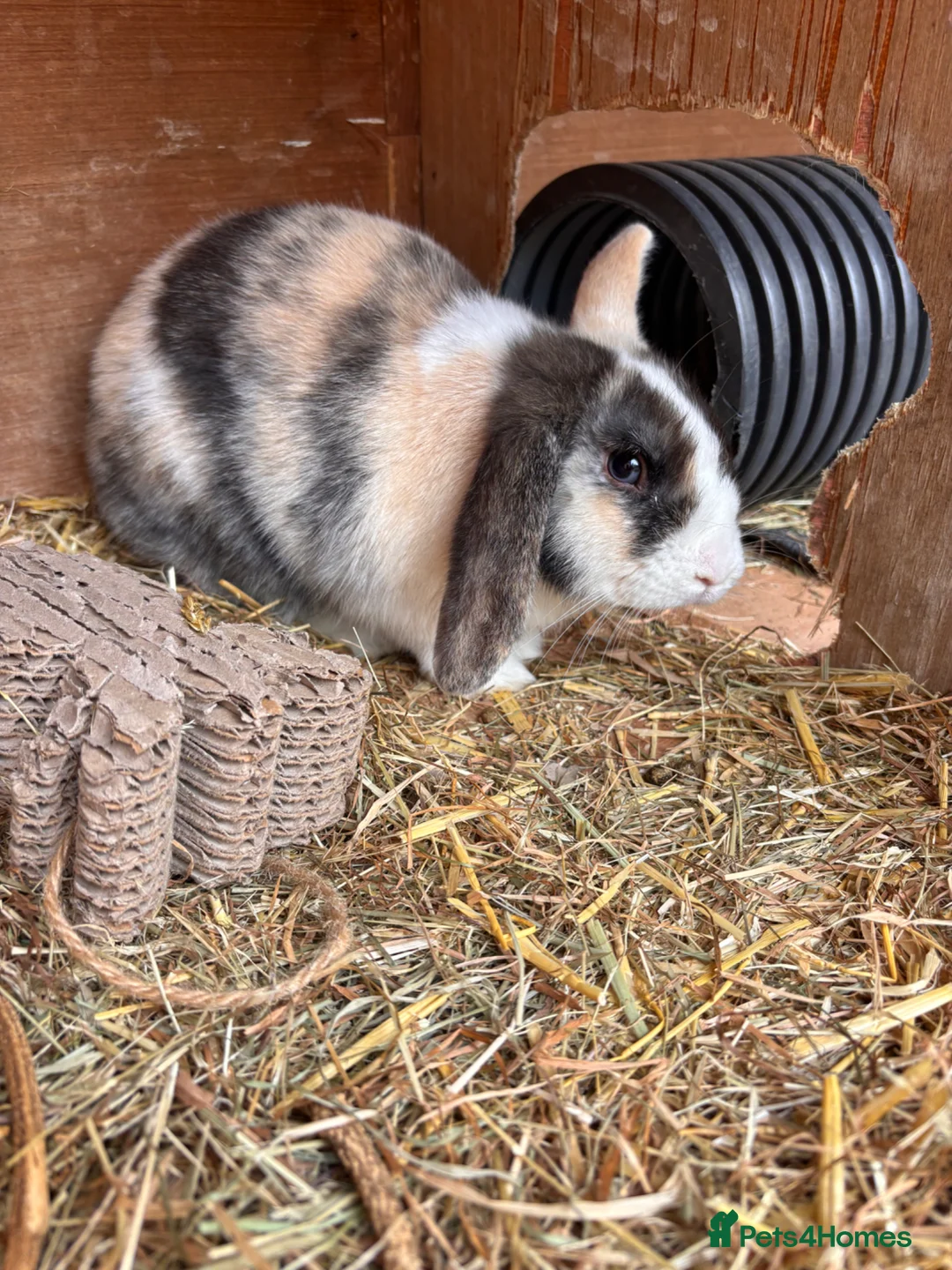 Mini Lop rabbits for sale: Mini lop buck  - Advert 1