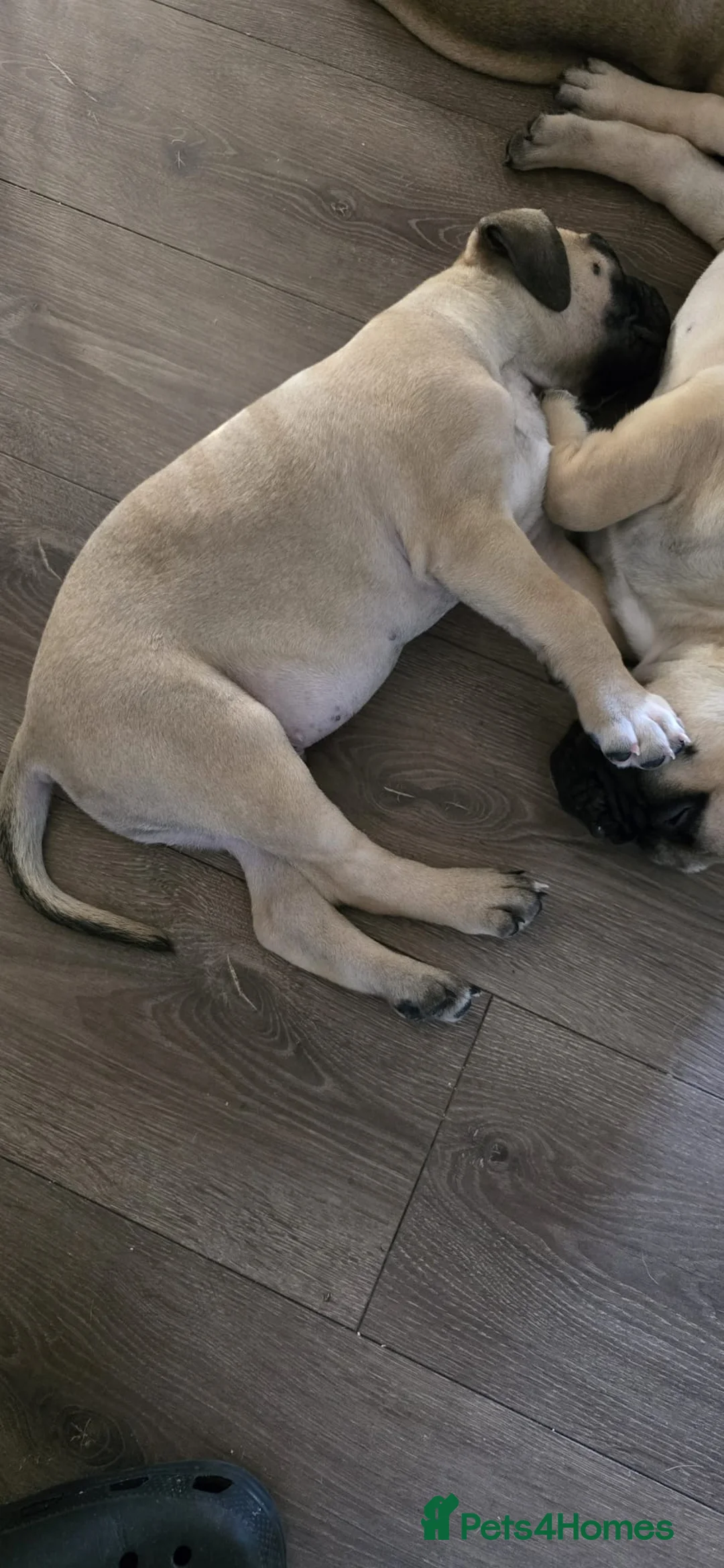 Bullmastiff dogs for sale: Bullmastiff Puppies  - Advert 8