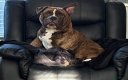 American Bully dogs for sale: Pocket bully - Image 1