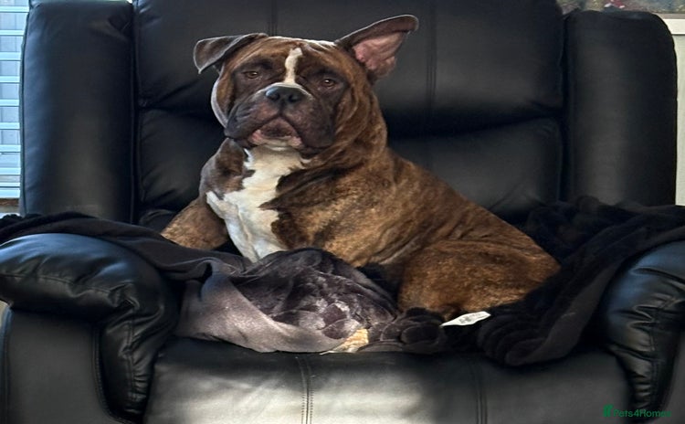 American Bully dogs - Advert 1