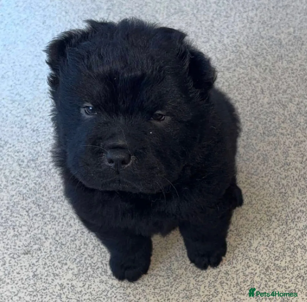 Chow Chow dogs for sale:  3 Black Female Chow Chow Puppies Available  - Advert 2