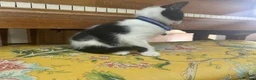 Mixed Breed cats for sale: beautiful shorthair/longhair kittens  - Advert 6
