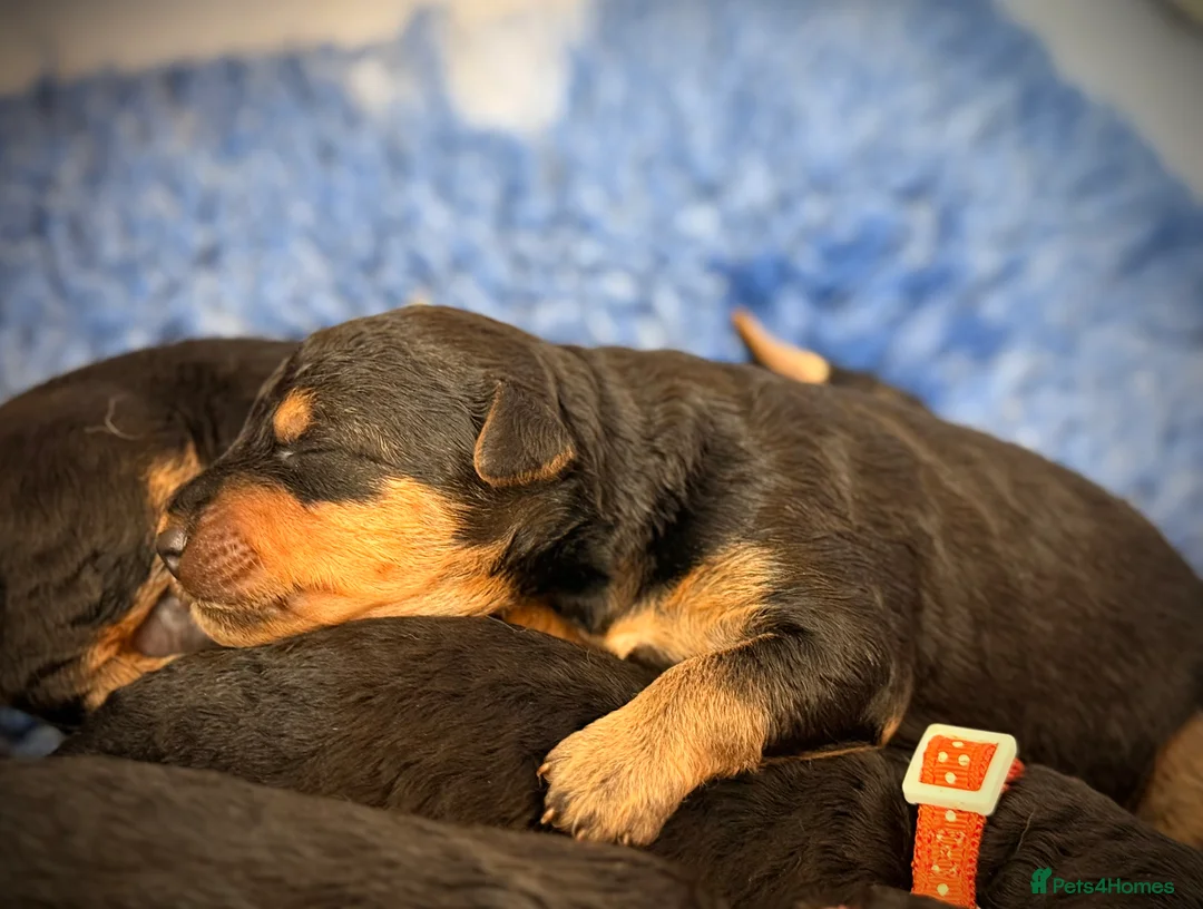 Airedale Terrier dogs for sale: ADORABLE AIREDALE PUPS FROM 5 ⭐️ LICENSED BREEDERS - Advert 5