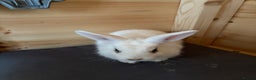 Lionhead rabbits for sale: 2 bunnies - Advert 1