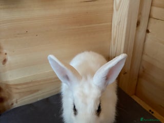 Lionhead rabbits - Advert 27