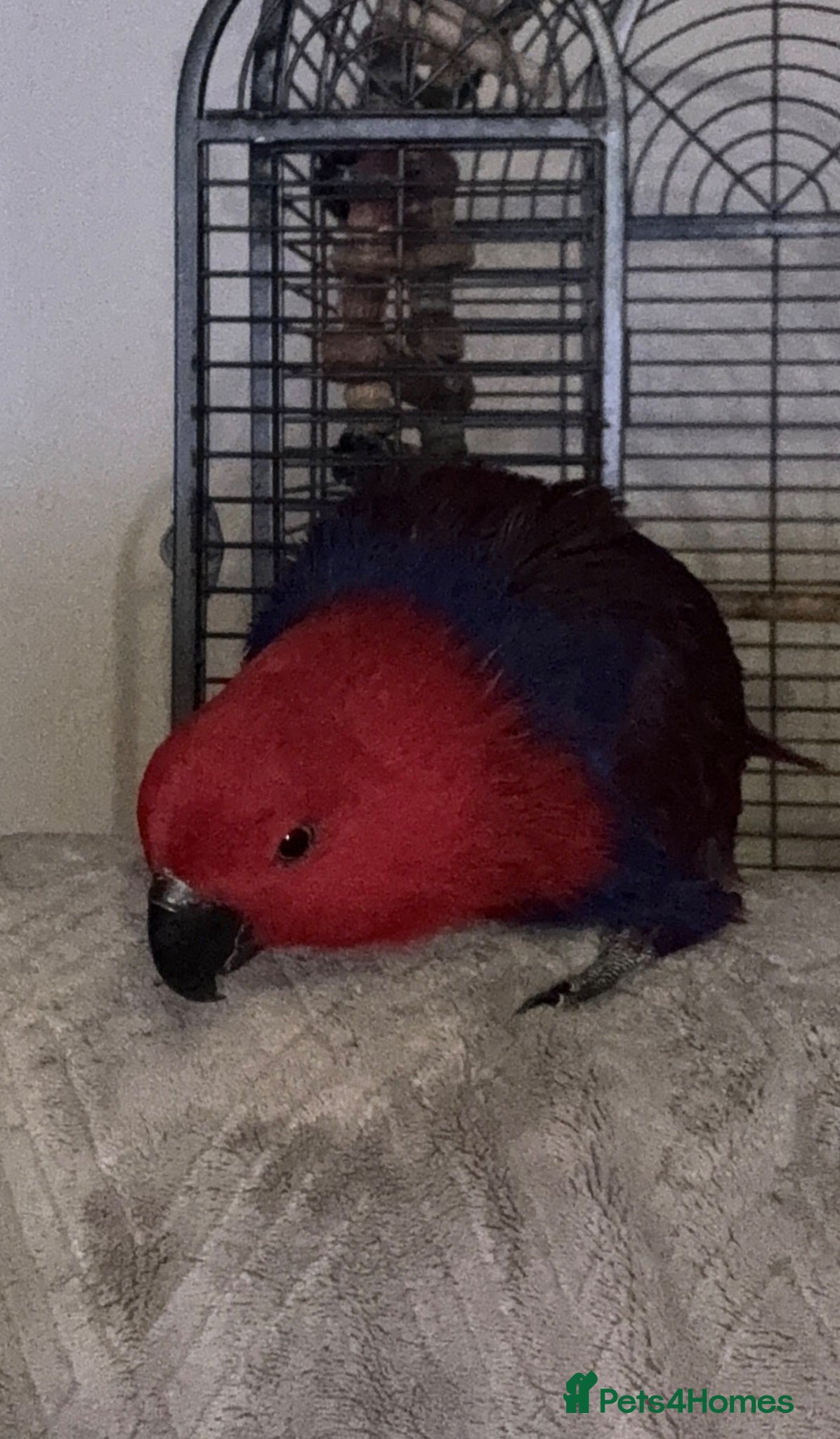 Parrots birds for sale: Eclectus parrot - Advert 4