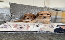Cockapoo dogs for sale: Gorgeous babies 🥰 - Image 1
