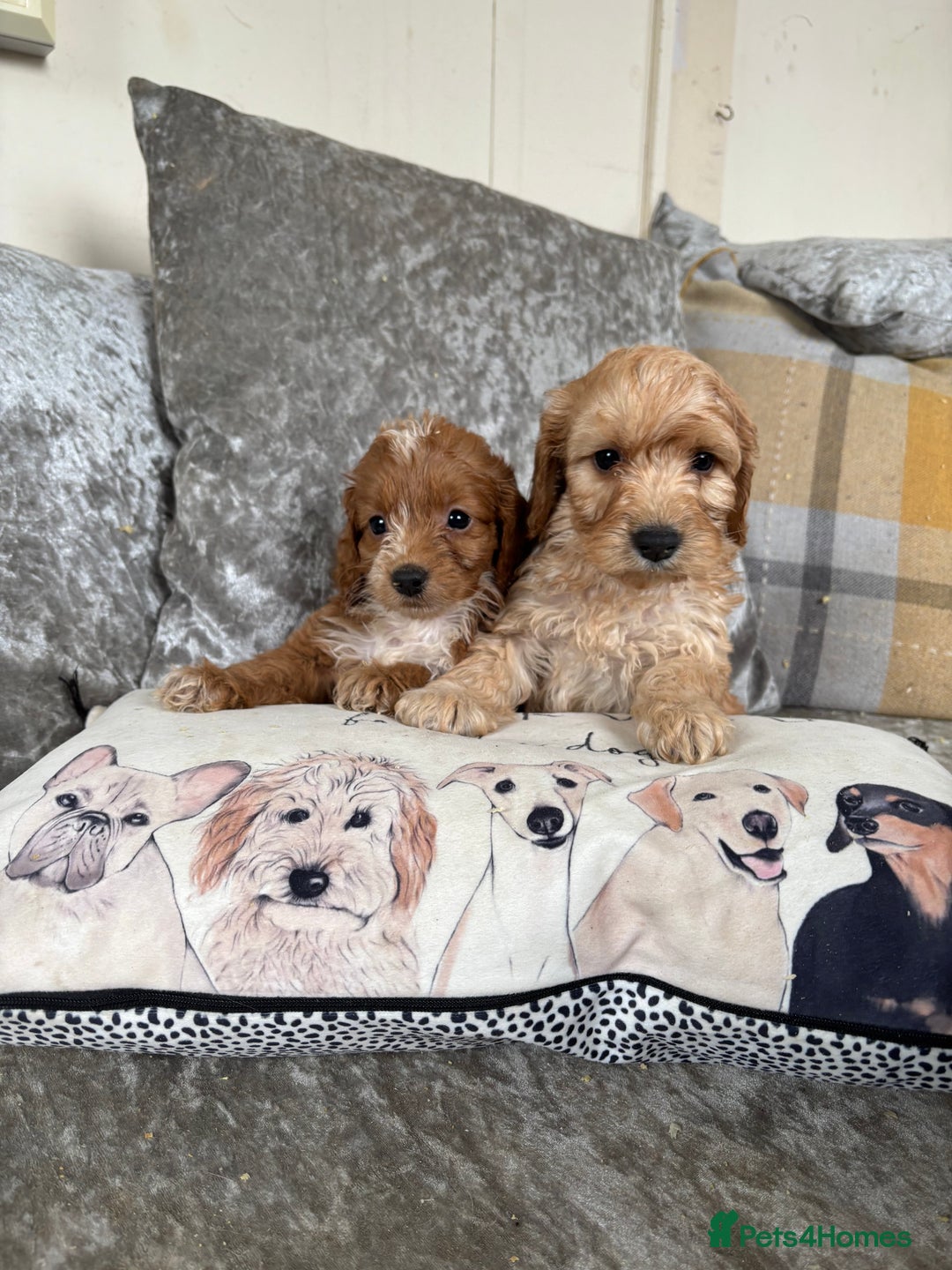 Cockapoo dogs for sale: Gorgeous babies 🥰 - Image 1
