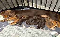 Cocker Spaniel dogs for sale: Cocker spaniel  - Image 6