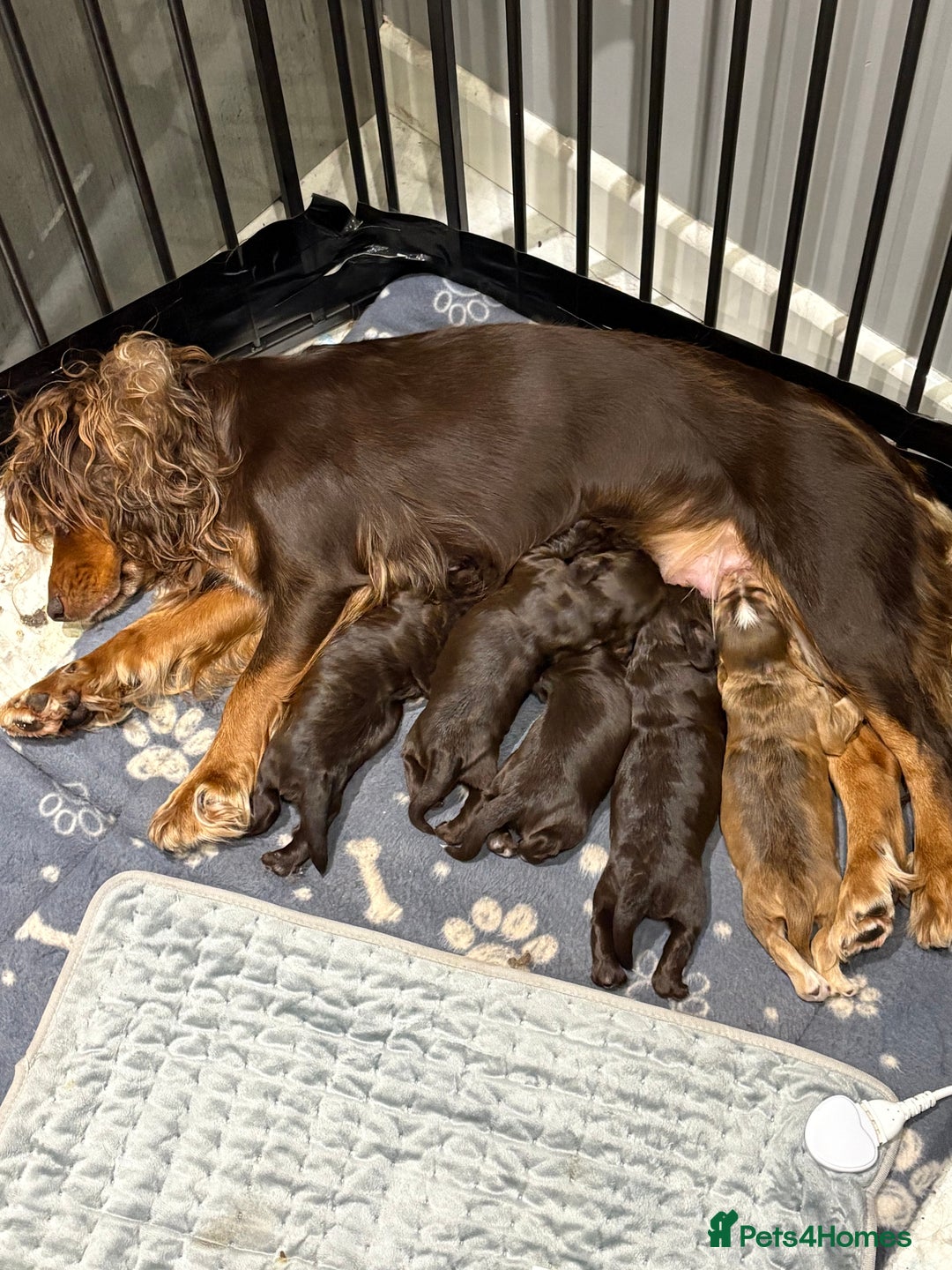 Cocker Spaniel dogs for sale: Cocker spaniel  - Image 6