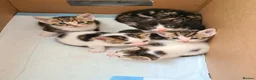 Aegean cats for sale: Kittens in Burnley - Advert 2