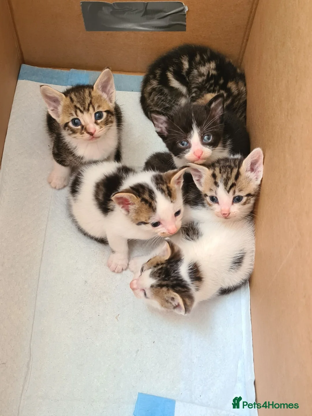 Aegean cats for sale: Kittens in Burnley - Advert 2