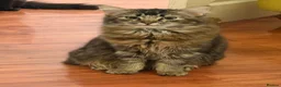 Mixed Breed cats for sale: Litter of 5 ragdoll tabby mixes  - Advert 23