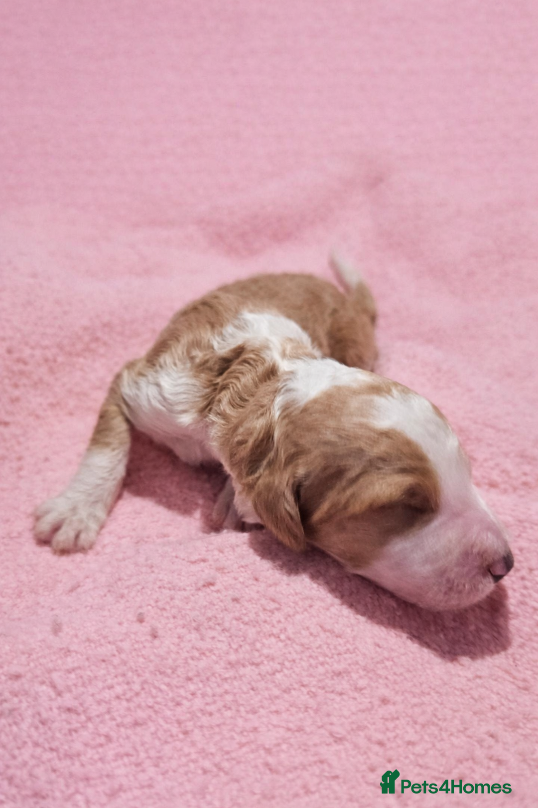 Standard Poodle dogs for sale: Exceptional Standard Poodle Puppies - Advert 16