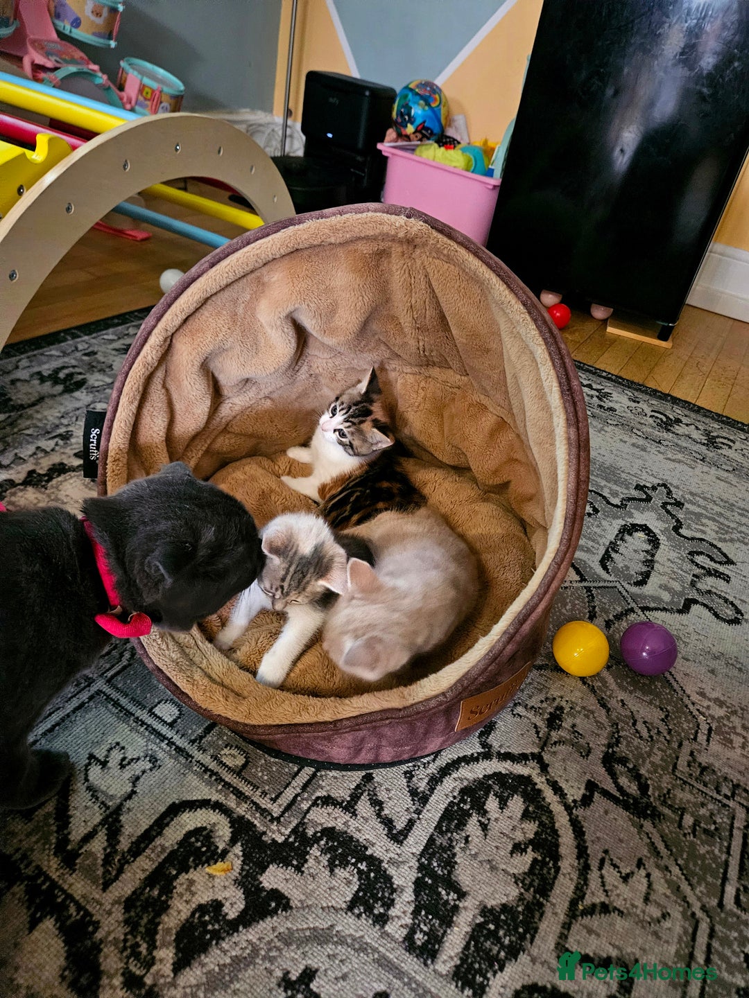 Mixed Breed cats for sale: Cute babies!😸😸😸 - Advert 4