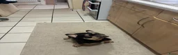 French Bulldog dogs for sale: French Bulldog - Advert 2