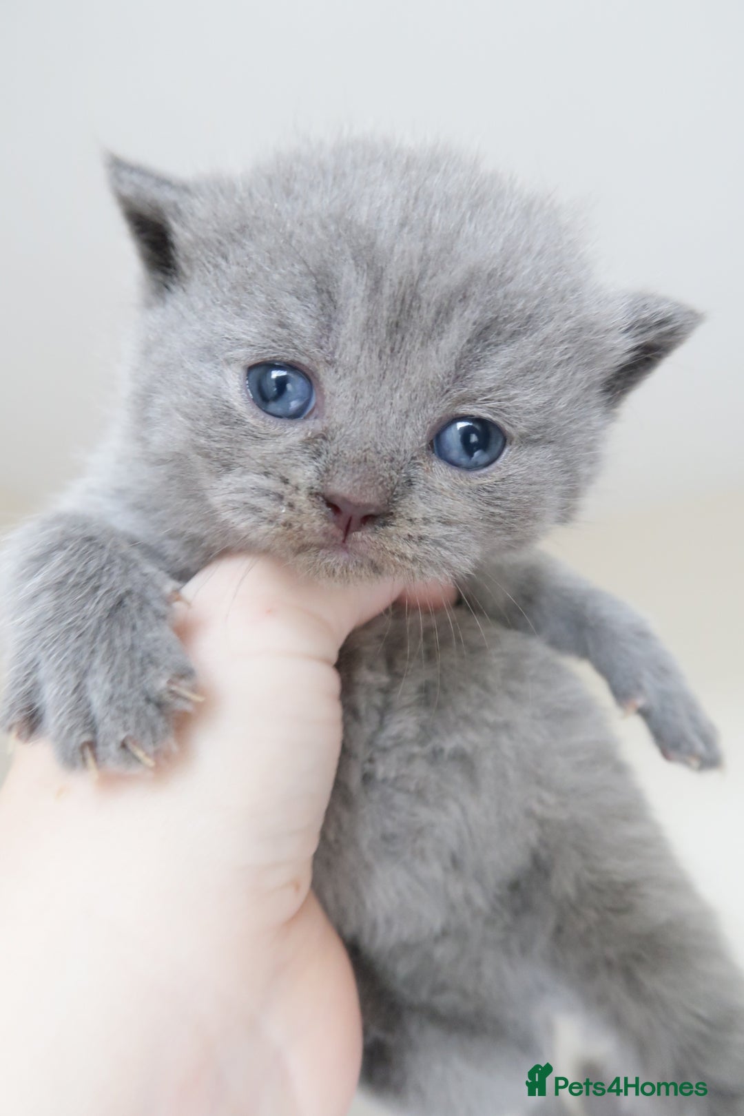 British Shorthair cats for sale: 2 left -GCCF Registered British Shorthair Kittens  - Advert 26