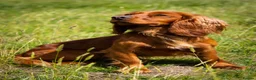 Cocker Spaniel dogs for sale: 💥STUNNING RED KC REG WORKING COCKERS FOR SALE💥 - Advert 6