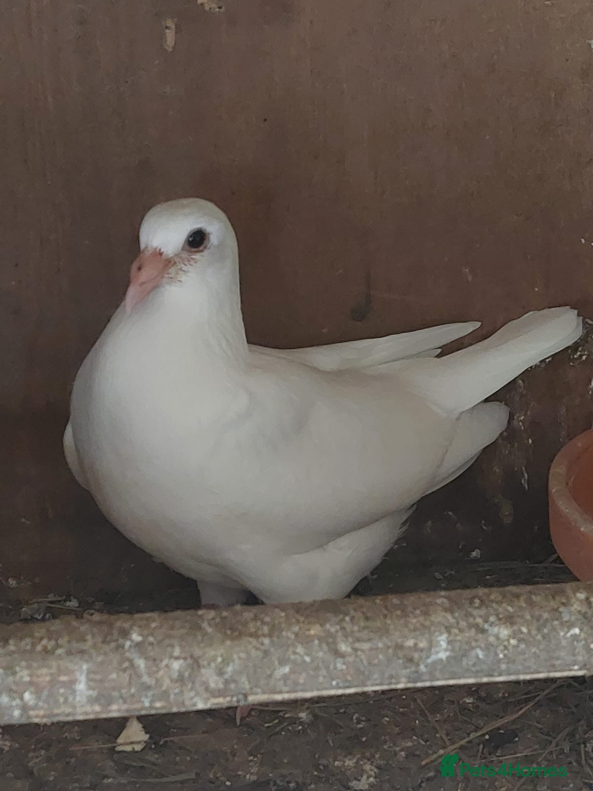 Pigeons birds Logan pigeons for sale  - Advert 1