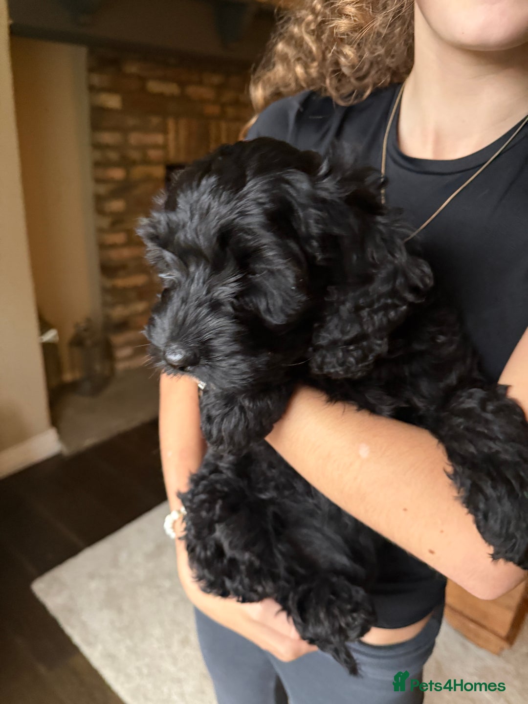 Cockapoo dogs for sale: Cockapoo Puppies  - Image 5