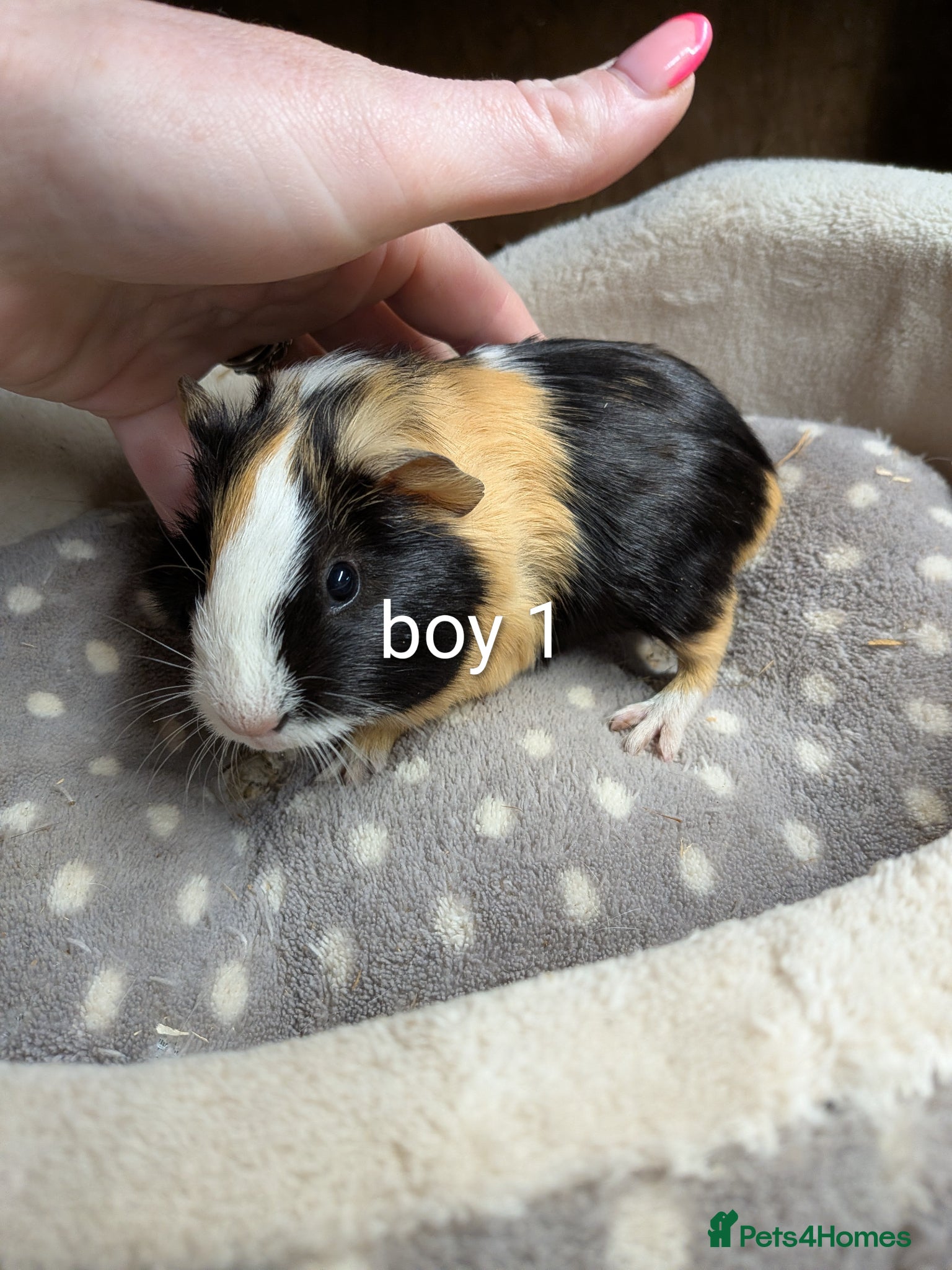Guinea Pig rodents Baby girl and boy guinea pigs  - Advert 1