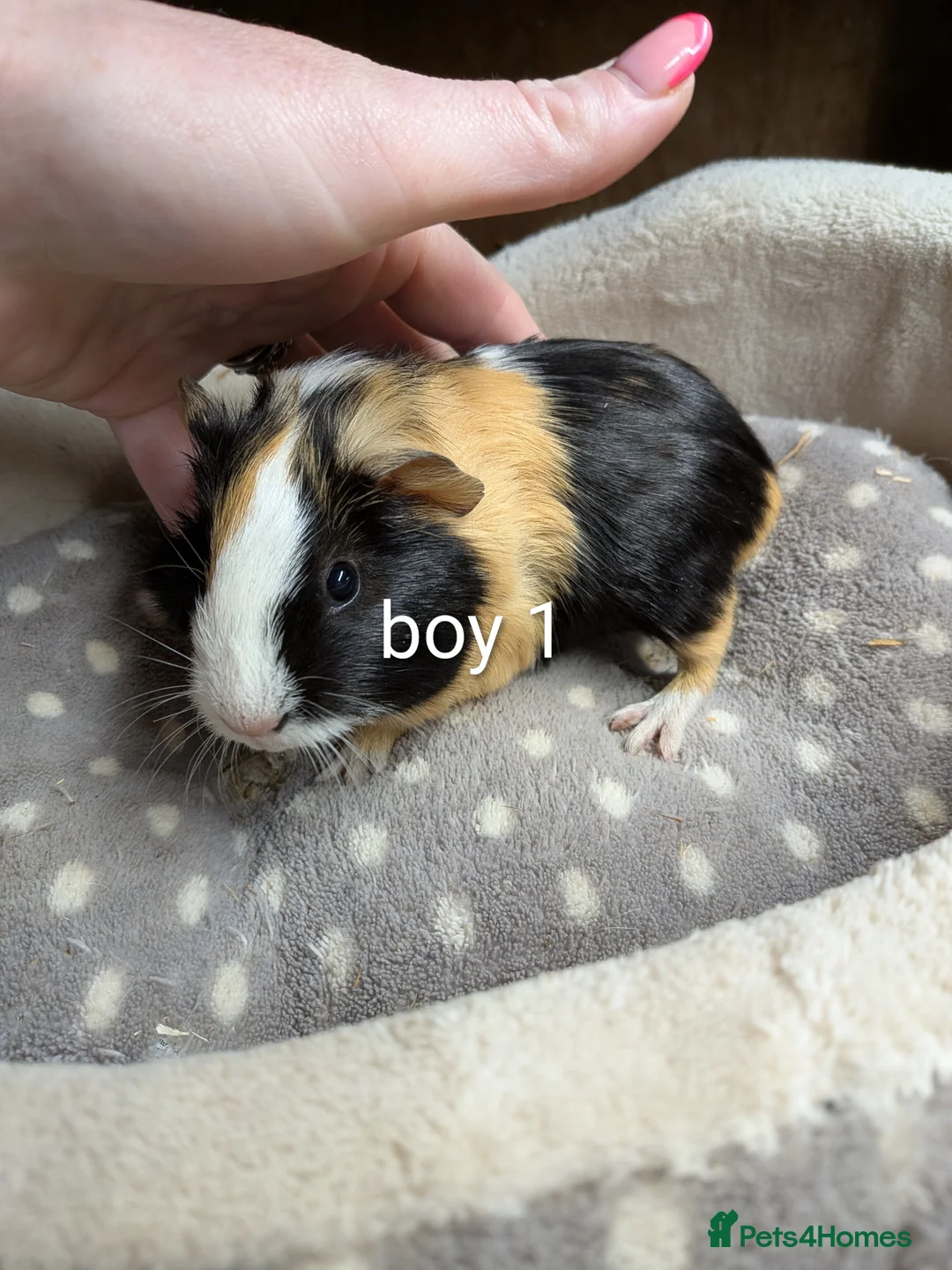 Guinea Pig rodents for sale: Baby girl and boy guinea pigs  - Advert 1