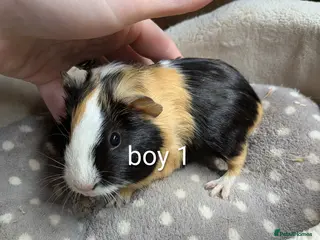 Guinea Pig rodents Baby girl and boy guinea pigs - Advert 1