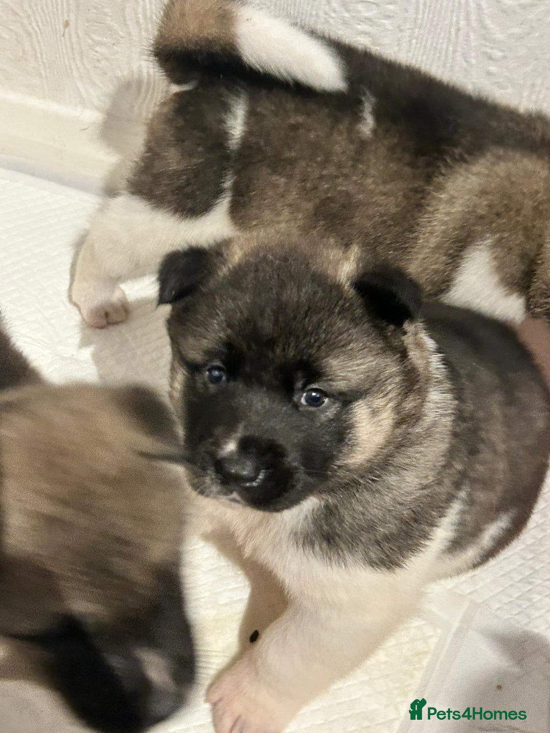 Akita dogs for sale: Beautiful puppy akita - Advert 2