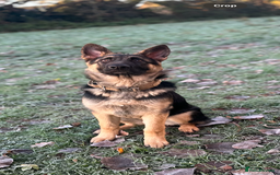 German Shepherd dogs for sale: German shepherd girl - Advert 2