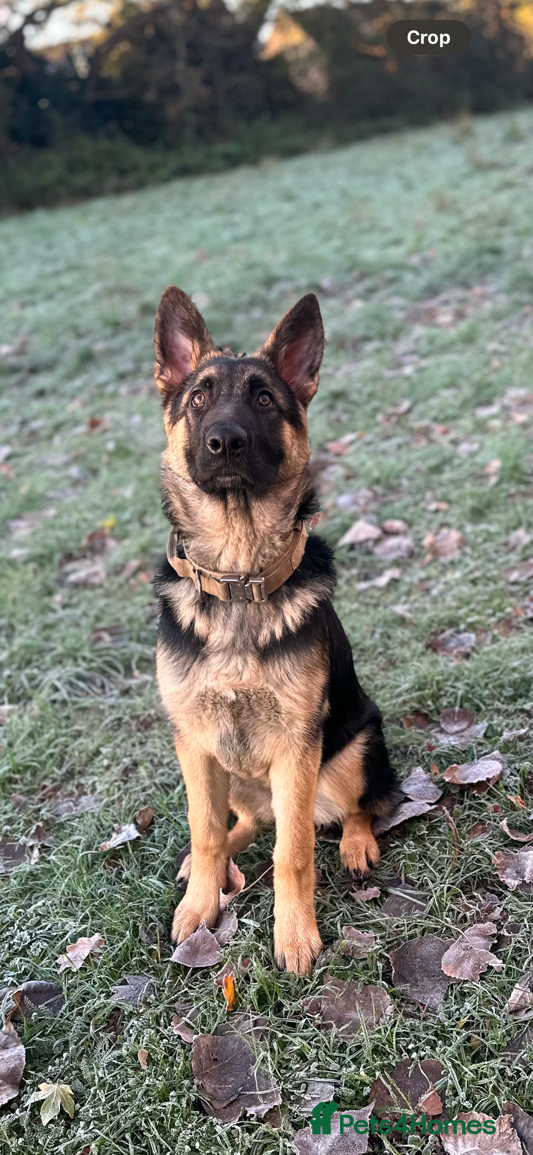 German Shepherd dogs for sale: German shepherd girl - Advert 2