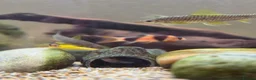 Other/Mixed Breed fish for sale: Siemese Flying Fox and Fish Net Flying Fox - Advert 8