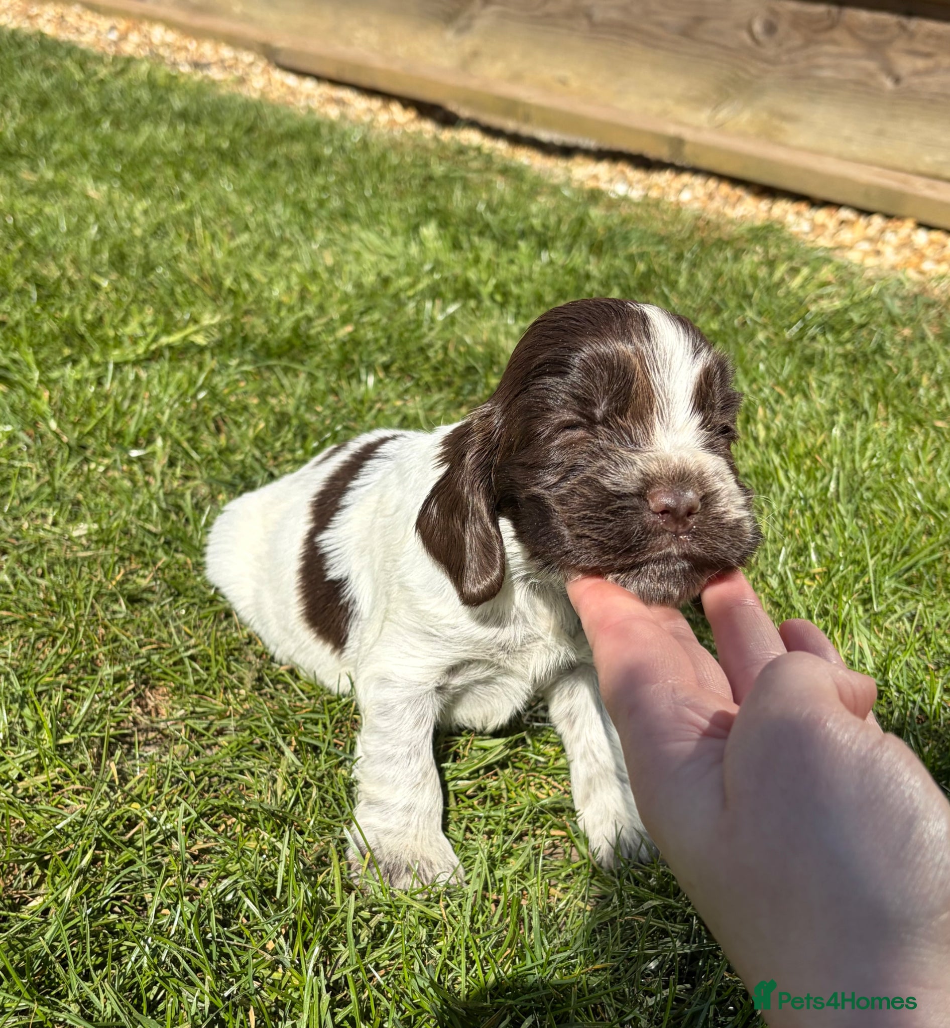 Cocker Spaniel dogs 3 left available Serbia import lines SHOW cockers  - Advert 14