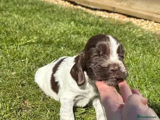 Cocker Spaniel dogs 3 left available Serbia import lines SHOW cockers - Advert 14