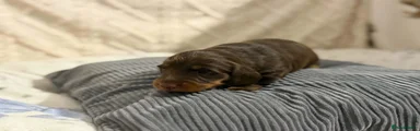 Miniature Dachshund Pongo