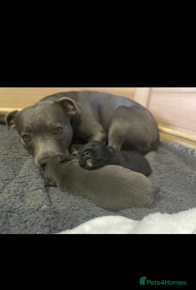 Staffordshire Bull Terrier dogs 🐶WORMED STAFFORDSHIRE BULL TERRIER PUPPIES 🐶 - Advert 2