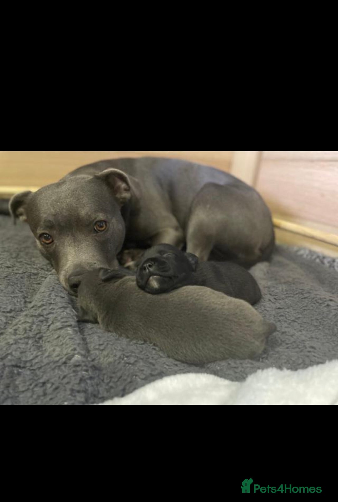 Staffordshire Bull Terrier dogs for sale: 🐶WORMED STAFFORDSHIRE BULL TERRIER PUPPIES 🐶 - Advert 1