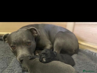 Staffordshire Bull Terrier dogs 🐶WORMED STAFFORDSHIRE BULL TERRIER PUPPIES 🐶 - Advert 3