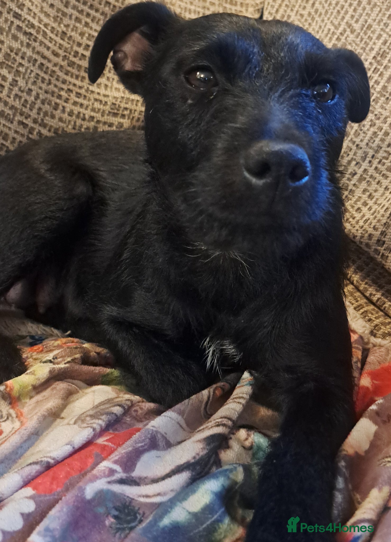 Patterdale Terrier dogs for sale: Patterdale puppies for sale - Advert 3