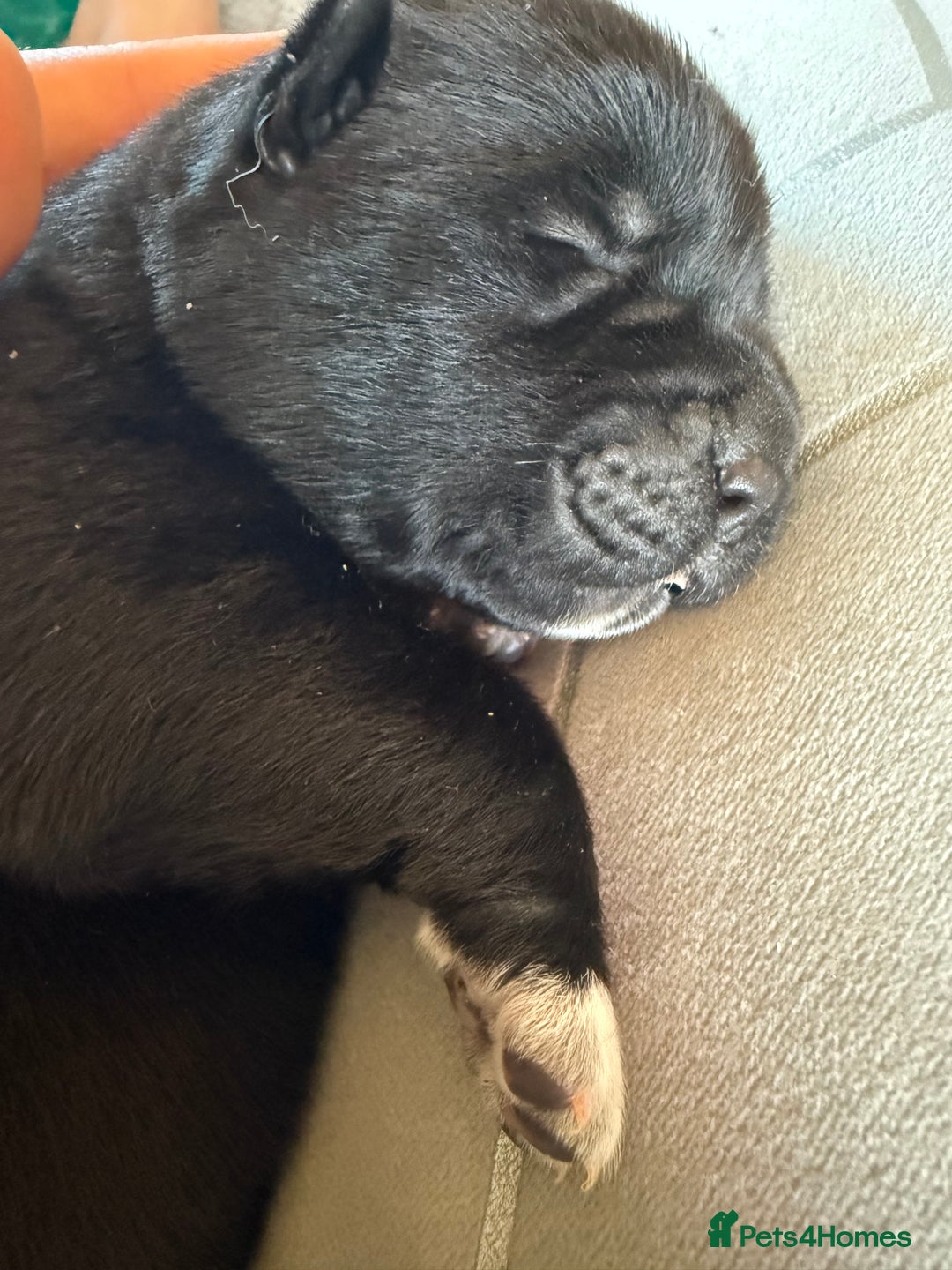 Akita dogs for sale: Big bear head full American Akitas  - Advert 14